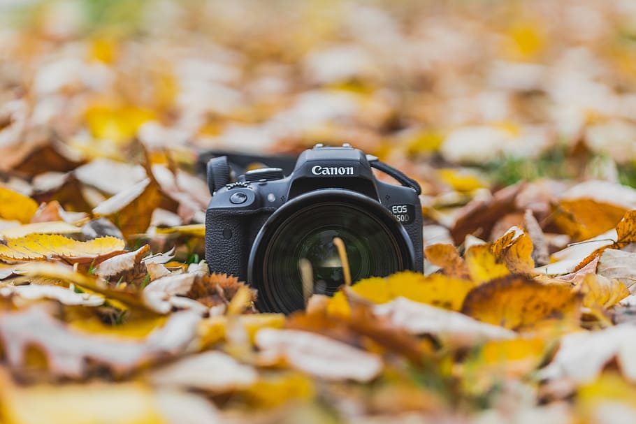 fulles, càmera, tardor, tecnologia, caure, càmera - equip fotogràfic, full, naturalesa, groc, a l'aire lliure, equipament, enfocament selectiu, temes de fotografia, cap gent, primer pla, canvi, part de la planta, equip fotogràfic, dia, càmera digital, natura morta, centrar-se en primer pla, càmera slr, 4K