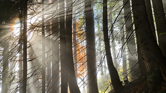 boirina, arbres, foto de la silueta, arbre, copejat, raigs, llum, sol, raig, llum solar, planta, bosc, tronc, naturalesa, tronc de l'arbre, bellesa a la natura, terra, tranquil·litat, cap gent, creixement, dia, a l'aire lliure, branca, vista d’angle baix, escenics - natura, raig de sol, escena tranquil·la, bambú - planta, arbre de coníferes, streaming, 2K, CC0, domini públic, lliure de regalies