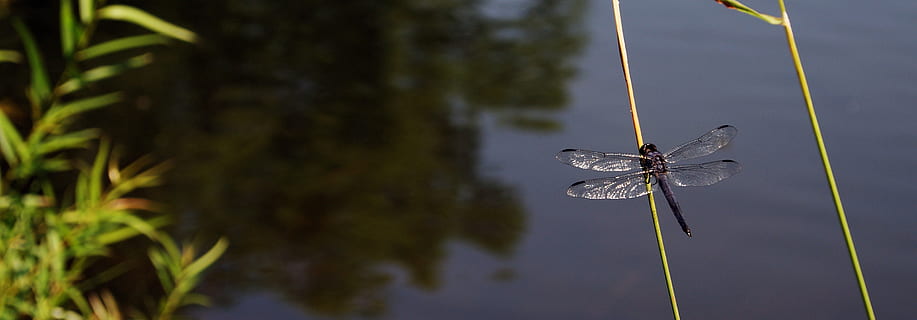 libellula, lago, estate, pianta, natura, acqua, fauna selvatica, concentrarsi sulle conoscenze acquisite, nessuno, temi animali, animale, un animale, albero, avvicinamento, invertebrato, giorno, crescita, animali allo stato selvatico, all'aperto, insetto, bellezza nella natura, farfalla - insetto, 2K, CC0, dominio pubblico, privo di copyright