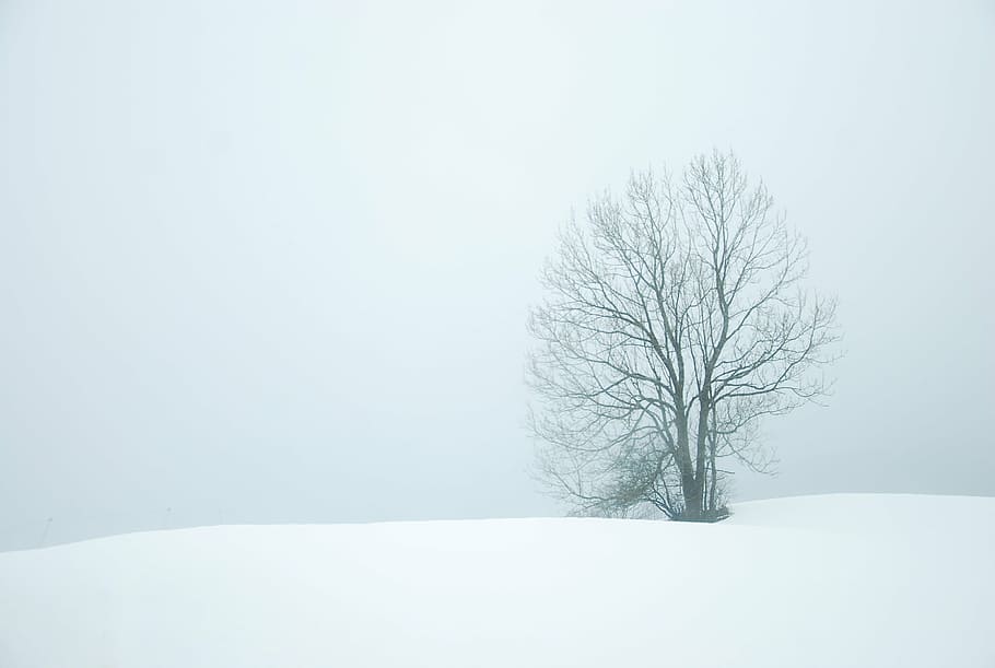 nua, arbre, nevat, temps, hivern, neu, arbres, blanc, naturalesa, Nadal, gelades, fred, paisatge, gelada, congelat, gener, desembre, estacional, temperatura de fred, arbre nu, branca, nevar, boira, a l'aire lliure, planta, bellesa a la natura, tranquil·litat, Color blanc, medi ambient, escenics - natura, terra, escena tranquil·la, camp, escena no urbana, cap gent, clima extrem, vent de neu, aïllat, 2K