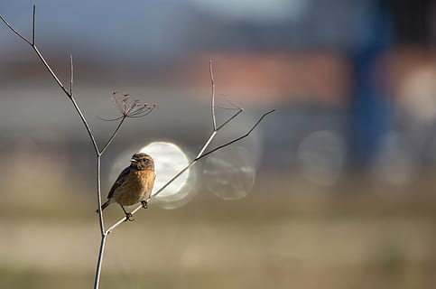pták, ave, peří, zklamat, stonechat, ptáků, zvířat, křídla, strom, zvíře, volně žijících živočichů, Příroda, zobák, Pírko, jednoho zvířete, obratlovců, zvířata ve volné přírodě, zaměřit se na popředí, prohlížení, den, nikdo, venku, krása v přírodě, rostlina, detail, větev, jezero, selektivní zaměření, voda, 2K, CC0, veřejná doména, bez autorských práv