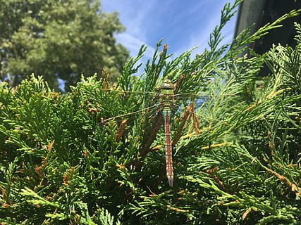 libellula, verde, estate, insetto, pianta, crescita, colore verde, bellezza nella natura, natura, giorno, la tranquillità, campo, nessuno, albero, cielo, foglia, parte vegetale, all'aperto, terra, luce del sole, avvicinamento, agricoltura, concentrarsi sulle conoscenze acquisite, raccolto, 4K, CC0, dominio pubblico, privo di copyright
