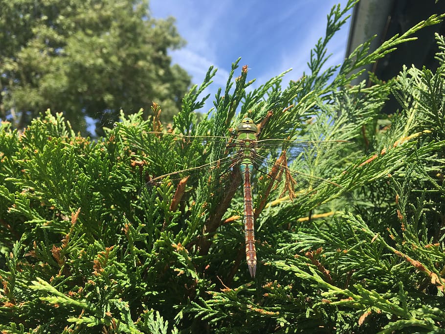 libellula, verde, estate, insetto, pianta, crescita, colore verde, bellezza nella natura, natura, giorno, la tranquillità, campo, nessuno, albero, cielo, foglia, parte vegetale, all'aperto, terra, luce del sole, avvicinamento, agricoltura, concentrarsi sulle conoscenze acquisite, raccolto, 4K
