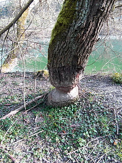 castoro, lavoro, ceppo, cono, patatine fritte, casi, albero, diga, costruzione di dighe, conservazione della natura, reno superiore, dente, appuntito, affilato, pianta, tronco d'albero, tronco, terra, natura, foresta, crescita, giorno, nessuno, la tranquillità, bellezza nella natura, campo, abbaiare, ramo, all'aperto, pianta morta, scena tranquilla, erba, ambiente, 4K, CC0, dominio pubblico, privo di copyright