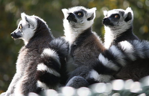 lemur, monyet, dunia, tema binatang, hewan, satwa liar hewan, sekelompok binatang, pukang, mamalia, binatang di alam liar, bertulang belakang, tidak ada orang, alam, hari, dua binatang, mencari, memalingkan muka, merapatkan, binatang muda, binatang di penangkaran, kebersamaan, tanah, keluarga hewan, peduli, 4K, CC0, domain publik, bebas royalti