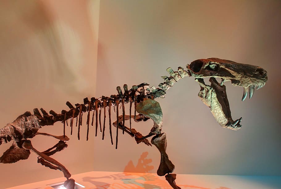 gorgona, dinosaure, esquelet, ossos, fòssils, prehistòrica, juràssic, museu, ciència, extingit, animal, paleontologia, naturalesa, cap gent, temes d'animals, compost digital, cel, volant, bellesa a la natura, animals a la natura, a l'aire lliure, planta, dia, fauna animal, grup d’animals, a l'aire, flor, insecte, ocell, representació animal, 2K