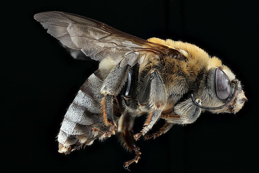 avvicinamento, foto, Marrone, nero, vespa, ape, polline, macro, insetto, natura, Ali, cemolobus ipomoeae, profilo, a cavallo, ritratto, u, S, indagine geologica, un animale, temi animali, fauna selvatica, sfondo nero, animali allo stato selvatico, parte del corpo animale, nessuno, notte, animale, girato in studio, invertebrato, ala animale, artropodo, primo piano estremo, in casa, gamba animale, occhio animale, testa di animale, farfalla - insetto, 2K