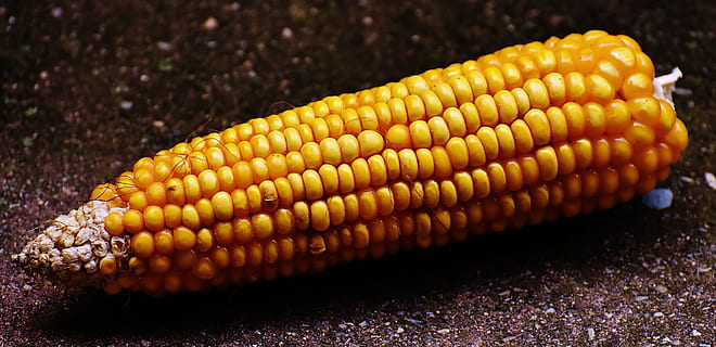 corn, corn on the cob, corn kernels, vegetables, food, nature, vegetable mais, food and drink, yellow, close-up, healthy eating, no people, indoors, freshness, vegetable, wellbeing, sweetcorn, corn - crop, crop, outdoors, raw food, agriculture, orange color, snack, 5K, CC0, public domain, royalty free