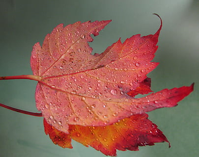 Ahornblatt, Blätter, Laubfall, Ahorn, Blatt, fallen, rot, Herbst, Kanada, Jahreszeit, Natur, Pflanze, Nahansicht, Baum, Schönheit in der Natur, Makro, Wasser, Veränderung, Pflanzenteil, nass, Wachstum, keine Leute, Fokus auf den Vordergrund, Verletzlichkeit, Zerbrechlichkeit, Tag, draußen, Blume, Tau, Regentropfen, natürlicher Zustand, Reinheit, 2K, CC0, gemeinfrei, lizenzfrei