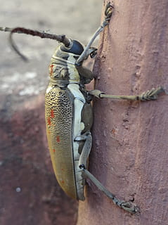 tentacoli, insetto, natura, piccolo, antenne, selvaggio, torace, entomologia, all'aperto, vita, invertebrato, corda, pesca, sport, nessuno, avvicinamento, giorno, metallo, concentrarsi sulle conoscenze acquisite, protezione, sicurezza, filo, legato, filo spinato, messa a fuoco selettiva, connessione, sospeso, animali allo stato selvatico, 1080P, CC0, dominio pubblico, privo di copyright
