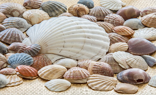 Shells, Sea Shell, sea shells, sea, ocean, nature, seashell, summer, texture, pattern, animal shell, large group of objects, protection, no people, food and drink, shell, food, close-up, backgrounds, animal wildlife, animal, wellbeing, healthy eating, natural pattern, seafood, still life, full frame, abundance, animal themes, 5K, CC0, public domain, royalty free