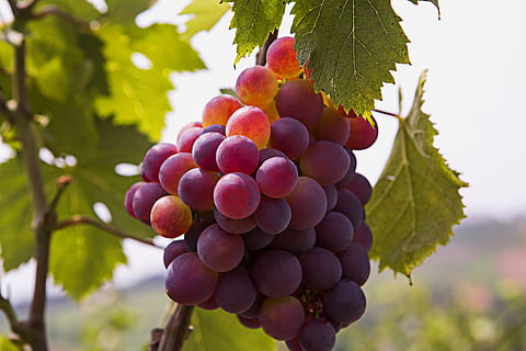 Cape Lode, proprietà terriera, uva, frutta, mangiare sano, cibo e bevande, cibo, crescita, freschezza, pianta, agricoltura, mazzo, vigneto, albero, benessere, natura, foglia, parte vegetale, maturo, vite, paesaggio, nessuno, all'aperto, vinificazione, 5K, CC0, dominio pubblico, privo di copyright