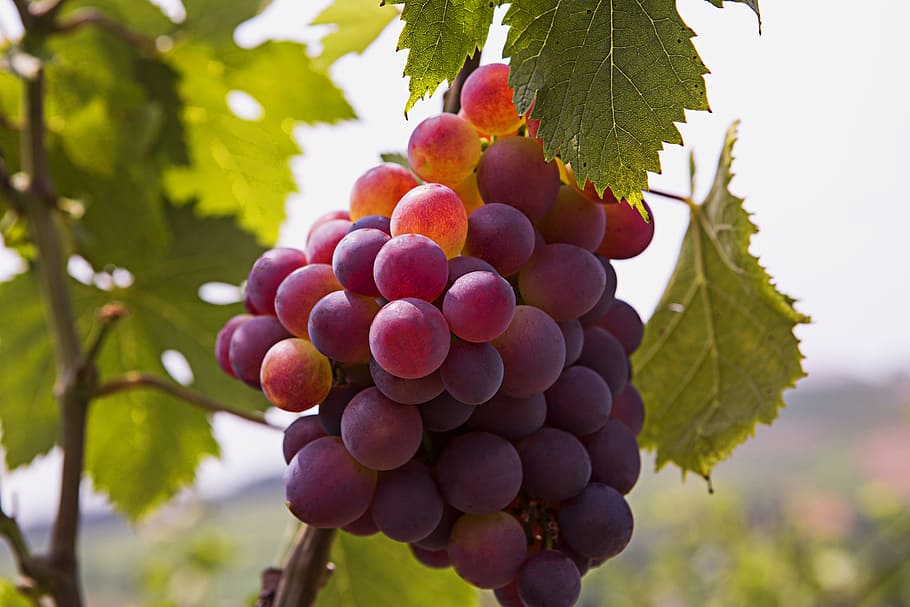 capa lode, senyoreta, raïm, fruita, alimentació saludable, menjar i beguda, menjar, creixement, frescor, planta, agricultura, munt, vinya, arbre, benestar, naturalesa, full, part de la planta, madur, paisatge, cap gent, a l'aire lliure, elaboració de vins, 5K