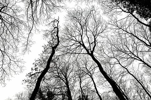 arbres, branques, bosc, cel, arbre, vista d’angle baix, planta, branca, arbre nu, cap gent, naturalesa, tranquil·litat, tronc de l'arbre, tronc, bellesa a la natura, silueta, dia, a l'aire lliure, copa de l'arbre, cel clar, creixement, fons, alta - alta, 4K, CC0, domini públic, lliure de regalies