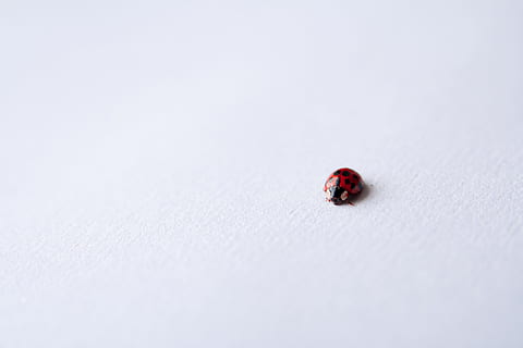 vermell, marieta, blanc, superfície, negre, la vida, error, insecte, petit, primer pla, naturalesa, macro, neu, fons, temes d'animals, un animal, animals a la natura, escarabat, invertebrat, fauna animal, cap gent, tacat, dia, còpia espai, a l'aire lliure, 4K, CC0, domini públic, lliure de regalies