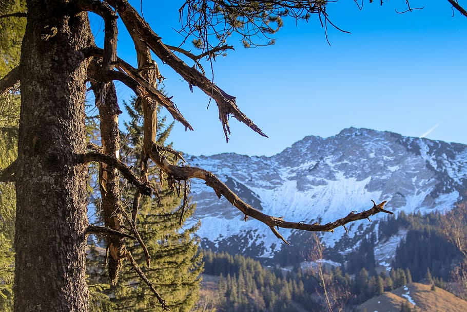 arbre, nevat, muntanya, fred, neu, paisatge, bosc, branca, descans, branques, verd, fulles, místic, humor, muntanyes, alpí, cel, panorama, punta de banda ampla, panorama de muntanya, cim, planta, bellesa a la natura, tranquil·litat, escenics - natura, escena tranquil·la, tronc, naturalesa, tronc de l'arbre, cap gent, medi ambient, escena no urbana, hivern, dia, temperatura de fred, creixement, Serra, a l'aire lliure, muntanya nevada, 5K