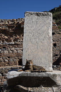 efesus, protecció, codi, secret, arqueologia, pilar, mamífer, animal, temes d'animals, felí, gat, un animal, mascotes, gat domèstic, sòlid, vertebrats, animals domèstics, nacional, arquitectura, dia, cap gent, assegut, estructura construïda, rock, naturalesa, paret, paret de pedra, 5K, CC0, domini públic, lliure de regalies