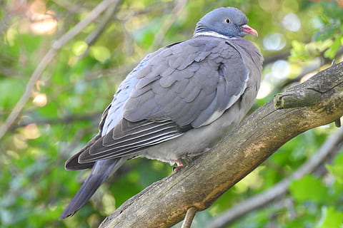 colom, branca, arbre, colom de coll, naturalesa, coloma de la natura, animals, dom, habitació, ocell, fauna animal, vertebrats, animals a la natura, un animal, posat, planta, cap gent, gris, centrar-se en primer pla, a l'aire lliure, dia, colom - ocell, longitud completa, vista del perfil, ull d’animals, 4K, CC0, domini públic, lliure de regalies