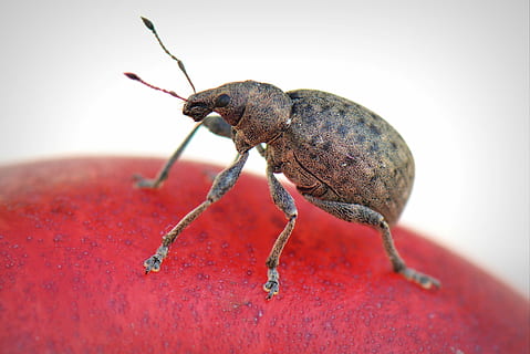 Marrone, nero, tonchio, rosso, superficie, insetto, animale, macro, scarafaggio, natura, avvicinamento, un animale, invertebrato, fauna selvatica, animali allo stato selvatico, parte del corpo animale, antenna animale, nessuno, primo piano estremo, strisciando, concentrarsi sulle conoscenze acquisite, in casa, lunghezza intera, gamba animale, piccolo, 2K, CC0, dominio pubblico, privo di copyright