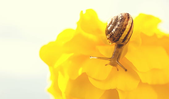 marró, cargol, groc, flor, shell, closca de cargol, tancar, lentament, naturalesa, temes d'animals, animal, fauna animal, un animal, invertebrat, primer pla, animals a la natura, macro, insecte, fragilitat, part del cos dels animals, bellesa a la natura, planta amb flors, planta, vulnerabilitat, gasteròpode, cap gent, a l'aire lliure, petit, 4K, CC0, domini públic, lliure de regalies