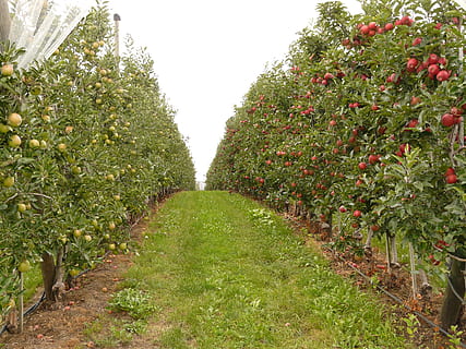Grün, Grasbahn, Pflanzen, tagsüber, Obstgarten, Obst, Pflanze, Wachstum, Essen und Trinken, Natur, Baum, Lebensmittel, gesundes Essen, Tag, grüne Farbe, Richtung, der Weg nach vorn, Landwirtschaft, Schönheit in der Natur, keine Leute, Fußweg, Landschaft, in einer Reihe, Frische, Himmel, draußen, abnehmende Perspektive, Plantage, 2K, CC0, gemeinfrei, lizenzfrei