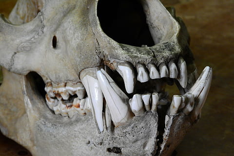 ours, Ursus, crâne, des os, les dents, mâchoire, crâne animal, dents d'animaux, os d'animaux, horreur, OS, partie du corps de l'animal, animal, thèmes animaux, personne, partie du corps, tête d'animal, fermer, un animal, effrayant, mammifère, la faune des animaux, anatomie, bouche d'animal, bouche ouverte, 4K