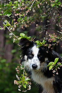 border Collie, portræt, kirsebær, et dyr, dyre temaer, pattedyr, dyr, plante, hvirveldyr, hunde, hund, natur, fokus på forgrunden, dag, husdyr, kigger på kameraet, kæledyr, indenlandske, ingen mennesker, leder, udendørs, vækst, dyr hoved, 4K, CC0, offentligt domæne, royaltyfrie
