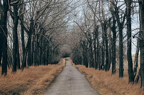 concrete, road, beside, tree, empty, black, withered, trees, grass, daytime, path, pathway, rural, canada, albertum, gloomy, winter, dry, forest, remote, straight, nature, fall, the way forward, direction, bare tree, diminishing perspective, plant, tranquility, land, tranquil scene, no people, treelined, scenics - nature, vanishing point, tree trunk, trunk, beauty in nature, day, outdoors, woodland, 4K, CC0, public domain, royalty free
