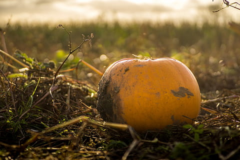 toamna de toamna, selectiv, focalizați fotografia, suc de fructe, dovleac, dovleac patch-uri, cădea, Halloween, alimente, plantă, natură, teren, mancare si bautura, camp, nici o persoana, a închide, zi, iarbă, creştere, mâncat sănătos, vegetal, prospeţime, în aer liber, să se concentreze asupra primelor elemente, fruct, bunăstare, frumusețe în natură, copt, 5K, CC0, domeniu public, fără drepturi de autor