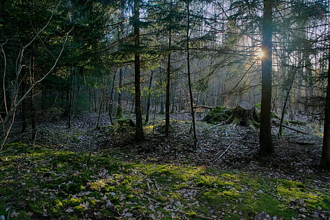 metsä, valo, puu, luonto, maisema, aurinko, varjot, auringon säteet, mänty, kasvi, maa, kasvu, tyyneys, rauhallinen kohtaus, kauneus luonnossa, puun runko, ei ihmisiä, runko, ei-kaupunkikuvia, maisemat - luonto, päivä, vihreä väri, auringonvalo, sammal, ulkona, 2K, CC0, public domain, rojaltivapaa