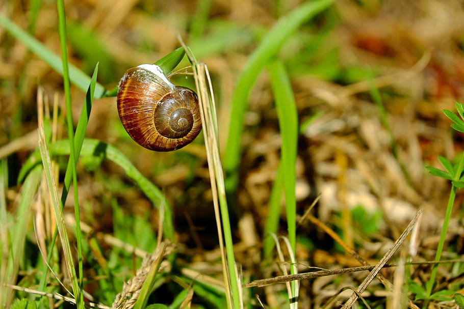 marró, cargol, verd, herba, shell, criatura, animal, espiral, closca de cargol, habitatge, marró vermell, mol·lusc, rèptil, prat, halm, naturalesa, conservació de la natura, fauna animal, invertebrat, temes d'animals, gasteròpode, un animal, animals a la natura, primer pla, planta, closca d’animals, dia, cap gent, terra, avorriment, a l'aire lliure, rastreig, 4K