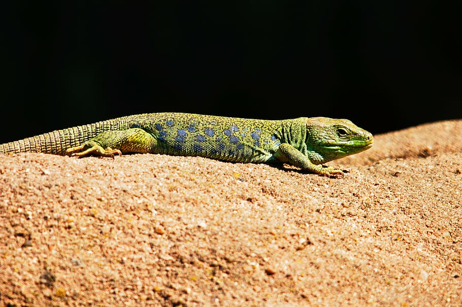 verd, llangardaix, marró, sorra, llangardaix de maragda, animals, naturalesa, rèptil, animal, vida salvatge, temes d'animals, fauna animal, un animal, vertebrats, animals a la natura, vista lateral, cap gent, camaleó, color verd, gecko, còpia espai, terra, a l'aire lliure, medi ambient, primer pla, arbre, escala d’animals, vista del perfil, 4K
