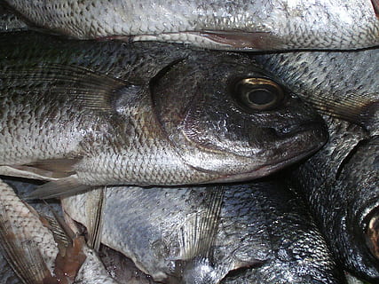 fisk, ørred, fangst, basar, død, spise, skalaer, sølv, lystfisker, renset, sildeben, dyr, hvirveldyr, fuld ramme, tæt på, fisk og skaldyr, dyre temaer, ingen mennesker, baggrunde, et dyr, mad og drikke, mad, dyr kropsdel, til salg, friskhed, dyreliv, dyr i naturen, rå fødevarer, velvære, sund kost, fiskemarked, dyr øje, dyr hoved, dyre skala, 1080P, CC0, offentligt domæne, royaltyfrie