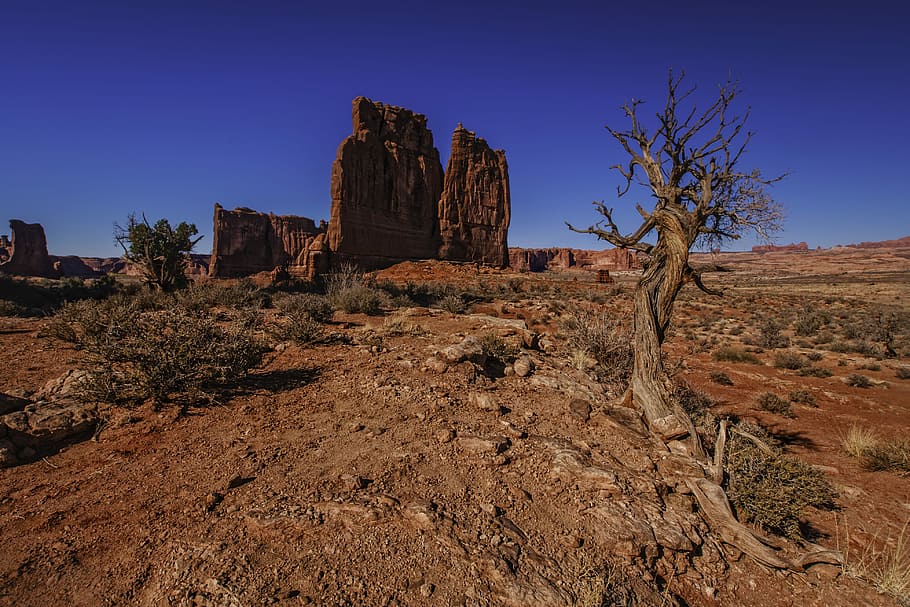 albero base, roccia, blu, cielo, giorno, Marrone, montagna di roccia, montagna, albero, formazione rocciosa, solido, roccia - oggetto, paesaggio, deserto, ambiente, destinazioni di viaggio, pianta, natura, scenics - natura, terra, scena non urbana, cielo sereno, semi arido, nessuno, clima, clima arido, all'aperto, arenaria, eroso, 4K