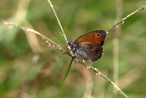 sommerfugl, vinger, farvestoffer, Insecta, dyre temaer, dyr, et dyr, dyreliv, insekt, hvirvelløse, dyr i naturen, tæt på, plante, fokus på forgrunden, dyrefløj, ingen mennesker, dyr kropsdel, natur, skønhed i naturen, sommerfugl - insekt, Brun, perching, skrøbelighed, selektiv fokusering, udendørs, lille, 2K, CC0, offentligt domæne, royaltyfrie