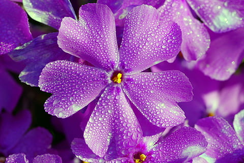 lilla, 5-petaled, 5- blomstrede blomster, tæt på, fotografering, blå, blomst, lille bitte, fem kronblade, geranium, have, baggrunden, rosa, dråber, blomstring, forår, blomsterseng, blomster, skønhed i naturen, kronblad, fuld ramme, plante, ingen mennesker, natur, friskhed, blomstrende plante, sårbarhed, skrøbelighed, blomsterstand, blomsterhoved, vækst, baggrunde, udendørs, vand, dråbe, blødhed, 5K, CC0, offentligt domæne, royaltyfrie
