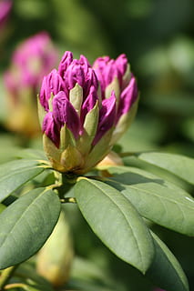 knap, rhododendron, lilla, forår, natur, blomster, holland, have, farve, blad, blomst, vækst, ingen mennesker, tæt på, blomstrende plante, skønhed i naturen, plante, sårbarhed, skrøbelighed, plante del, friskhed, fokus på forgrunden, kronblad, dag, blomsterstand, udendørs, grøn farve, blomsterhoved, 2K, CC0, offentligt domæne, royaltyfrie