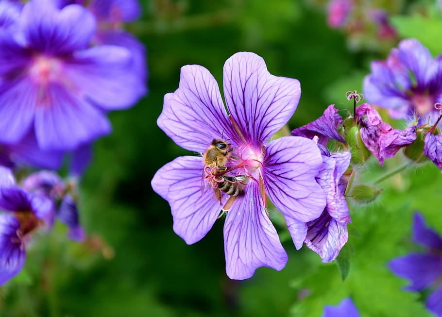 marró, abella, porpra, flor, grua, primavera, florir, nèctar, pol·len, macro d'insectes, planta, insecte, tancar, pol·len de l’abella, naturalesa, primer pla, pètal, estiu, planta amb flors, fragilitat, bellesa a la natura, vulnerabilitat, temes d'animals, animals a la natura, fauna animal, invertebrat, animal, cap de flor, creixement, frescor, un animal, polinització, cap gent, Abellot, 4K