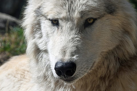 fotografie portret, lup, prădător, cap, a închide, animal salbatic, un animal, animal, animale tematice, mamifer, canin, câine, intern, animale de companie, animale domestice, partea corpului animalului, portret, cap de animal, animale sălbatice, animale vertebrate, păr de păr, păr, să se concentreze asupra primelor elemente, nici o persoana, parte a corpului, ochi de animale, bot, nas animal, 5K, CC0, domeniu public, fără drepturi de autor