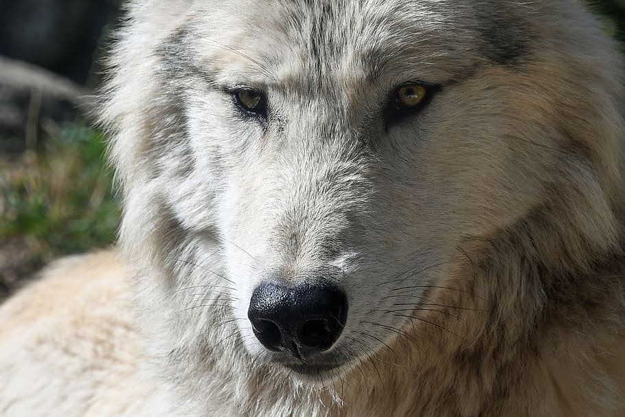 foto del retrat, llop, depredador, cap, primer pla, animal salvatge, un animal, animal, temes d'animals, mamífer, caní, gos, nacional, mascotes, animals domèstics, part del cos dels animals, retrat, cap d’animals, fauna animal, vertebrats, pèl d’animals, cabell, centrar-se en primer pla, cap gent, part del cos, ull d’animals, musell, nas animal, 5K