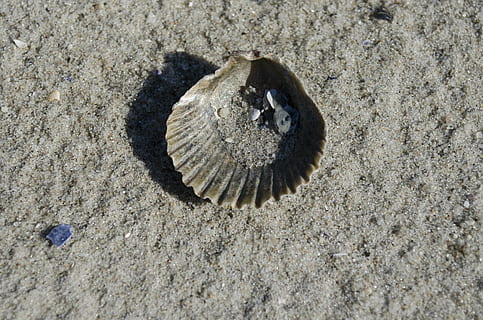 shell, petxina de mar, cloïssa, oceà, sorra, platja, terra, fauna animal, animal, naturalesa, cap gent, temes d'animals, vista d’angle alt, primer pla, dia, un animal, llum solar, animals a la natura, textura, a l'aire lliure, closca d’animals, sòlid, marí, 4K, CC0, domini públic, lliure de regalies