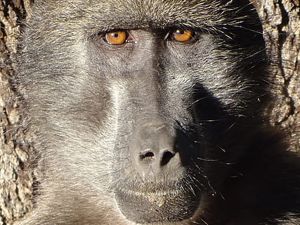 macaco, babuíno, cinzento, retrato, olhando para a câmera, um animal, animais selvagens, fechar-se, animais em estado selvagem, mamífero, vertebrado, primata, ninguém, parte do corpo animal, dia, cabelo, focar em primeiro plano, pêlo de animal, olho animal, nariz animal, 5K, CC0, domínio público, royalty free