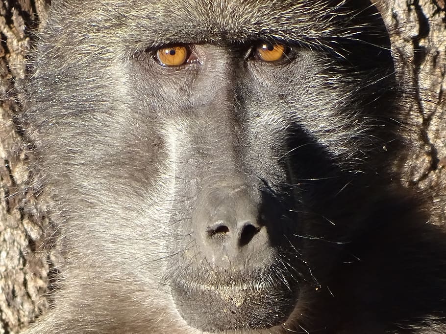 macaco, babuíno, cinzento, retrato, olhando para a câmera, um animal, animais selvagens, fechar-se, animais em estado selvagem, mamífero, vertebrado, primata, ninguém, parte do corpo animal, dia, cabelo, focar em primeiro plano, pêlo de animal, olho animal, nariz animal, 5K