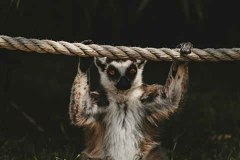 corda per animali, bianca, Marrone, animale, detenzione, corda, scimmia, lemure, braccio, ombra, buio, coda, zoo, occhio, natura, temi animali, un animale, concentrarsi sulle conoscenze acquisite, primate, mammifero, fauna selvatica, nessuno, animali allo stato selvatico, avvicinamento, vertebrato, guardando la fotocamera, ritratto, giorno, seduta, sospeso, all'aperto, testa di animale, 5K, CC0, dominio pubblico, privo di copyright