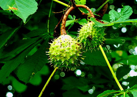 ahorn, blad, blade, farvet, efterår, frugter, grøn, kastanje, kastanjetræ, kastanjetid, natur, vinterfoder, frugt, mad, vækst, plante, friskhed, blomst, tæt på, skønhed i naturen, blomstrende plante, grøn farve, sårbarhed, skrøbelighed, ingen mennesker, plante del, dag, fokus på forgrunden, kronblad, plantestamme, blomsterhoved, udendørs, strittende, 1080P, CC0, offentligt domæne, royaltyfrie