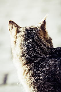 pisică, ureche, vedere, urechi, asculta, pisica domestica, fata de pisica, animal de companie, cap, Atenţie, Mieze, animal, blană, macrou, curios, plasat, adidas, observare, un animal, animale tematice, animale domestice, ciobănesc german, nici o persoana, animale de companie, mamifer, intern, felin, animale vertebrate, a închide, partea corpului animalului, să se concentreze asupra primelor elemente, zi, in cautarea, în aer liber, cap de animal, cu ochii inchisi, mustăţi, 5K, CC0, domeniu public, fără drepturi de autor