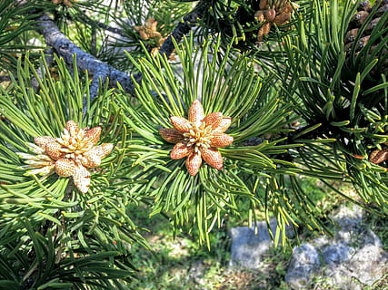 albero, polline, fiore, sempreverde, verde, natura, primavera, parco, pianta, colore verde, crescita, bellezza nella natura, giorno, nessuno, avvicinamento, foglia, la tranquillità, parte vegetale, all'aperto, pianta fiorita, concentrarsi sulle conoscenze acquisite, freschezza, vista dall'alto, botanica, luce del sole, Pino, albero di conifere, 2K, CC0, dominio pubblico, privo di copyright