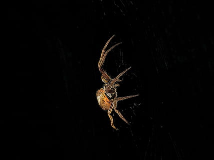 image, spider, weaver, macro, colombia, arthropod, insect, invertebrate, arachnid, animal, one animal, animal wildlife, black background, animal themes, animals in the wild, close-up, studio shot, spider web, zoology, no people, animal body part, fragility, copy space, animal leg, 5K, CC0, public domain, royalty free