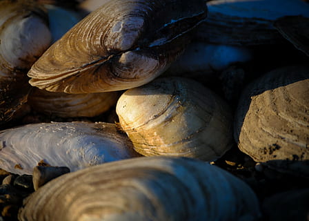 mosselen, schelpen, rivier-, schelpdier, voedsel, marinier, natuur, maaltijd, onderwater-, rauw, eten en drinken, versheid, welzijn, gezond eten, detailopname, geen mensen, groente, volledig kader, stack, dag, kleinhandel, grote groep objecten, selectieve aandacht, buitenshuis, stilleven, markt, rauw eten, 1080P, CC0, publiek domein, royaltyvrij