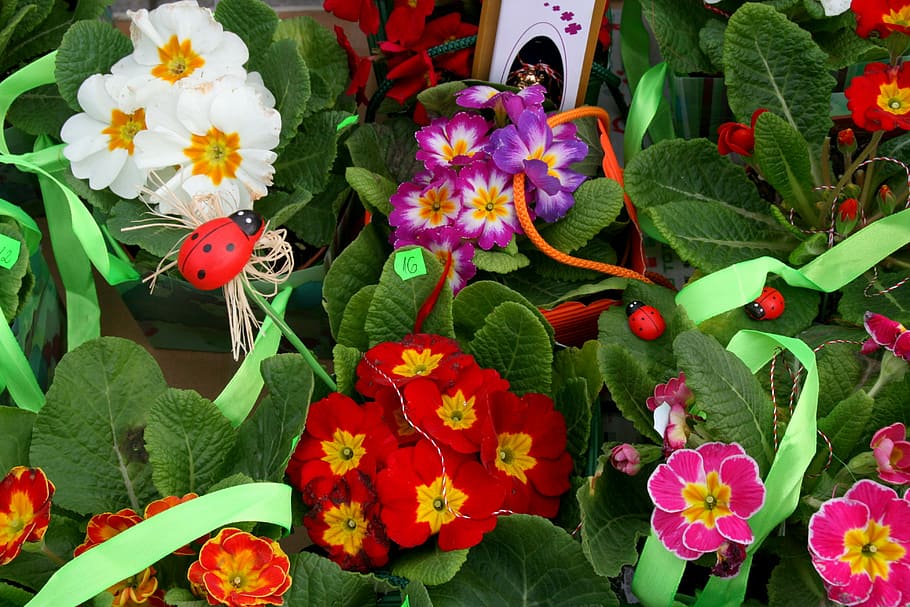 flors, primavera, vermell, blanc, violeta, planta amb flors, flor, planta, frescor, creixement, bellesa a la natura, part de la planta, pètal, full, fragilitat, vulnerabilitat, cap de flor, inflorescència, primer pla, naturalesa, color verd, vista d’angle alt, cap gent, dia, multicolor, lantana, papallona - insecte, pol·len, polinització, porpra, 4K